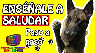 CÓMO ENSEÑAR a un PERRO a SALUDAR El SALUDOLEVANTAR LA PATA  Adiestramiento Canino [upl. by Neukam372]