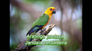 O canto da Jandaia verdadeira  Aratinga jandaya [upl. by Scrivens236]