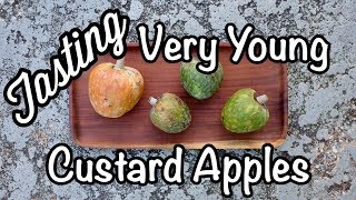 Can Very Young Custard Apples be ripened and taste delicious [upl. by Ayrotal]