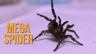 Megaspider Found in Australia Where Else [upl. by Burtie]