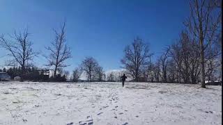 Snowy Owl Creance Flying [upl. by Sivie]