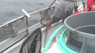 Albacore Tuna Fishing in Washington [upl. by Elpmid]