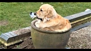 Lustige Hunde und Katzen Videos 2023 Cute and Funny Cats amp Dogs Videos [upl. by Harbison174]