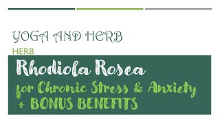 Rhodiola Herbs for Chronic Stress amp Anxiety with bonus benefits [upl. by Gelasius969]