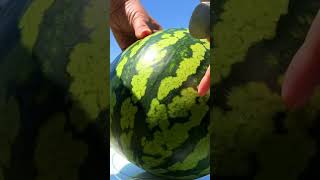 Watermelon Wonders Fun Facts You Didnt Know [upl. by Eustasius]