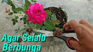 Cara Merawat Bunga Mawar Agar Selalu Berbunga [upl. by Nare796]