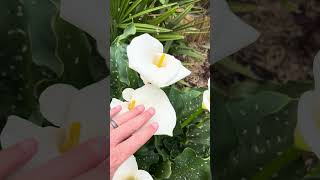 Giant Calla Lily vs Regular Zantedeschia aethiopica White Giant [upl. by Fanestil779]