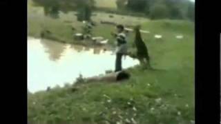 Kangaroo kicks man into water [upl. by Atinnod]