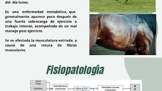 Rabdomiolisis Equina  MDE [upl. by Holbrooke]