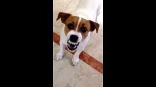 Jack Russell arrabbiato [upl. by Corley]