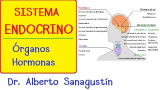 SISTEMA ENDOCRINO explicado FÁCIL glándulas y hormonas [upl. by Anrahc]