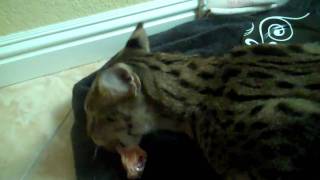 F1 Savannah Cat Growling and Hissing  Serval [upl. by Ahusoj]