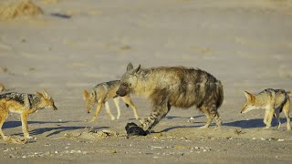 Jackal Pack vs Hyena Food Fight  4K UHD  Seven Worlds One Planet  BBC Earth [upl. by Eppesiug]