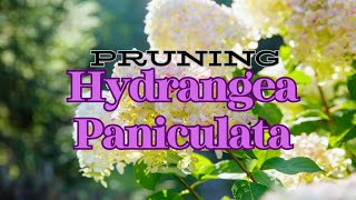 ✂How to Prune Hydrangea Paniculata  Vanilla Strawberry Hydrangea🌸🌼🍃 [upl. by Nuli]