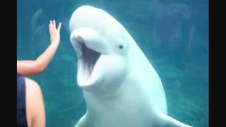 Beluga Whale Juno at Mystic Aquarium [upl. by Aehtna]