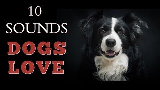 10 Sounds Dogs Love To Hear The Most [upl. by Hamo]