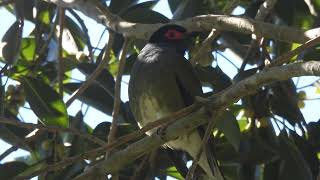 Figbird at a local park [upl. by Zacherie]