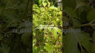 Beautiful geranium aralia propagation shortsgarden indoorplantspropagationplants [upl. by Bronnie278]