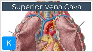 Superior Vena Cava Cardiovascular System  Human Anatomy  Kenhub [upl. by Ardnalahs922]