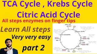 Krebs Cycle  Citric Acid  TCA Cycle  Steps  Reactions  Importance  Functions  Occurs  Part 2 [upl. by Eram68]