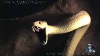 Black Mambas 01 Mamba vs Humans [upl. by Delwyn]