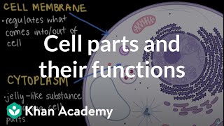 Cell parts and their functions  Cells and organisms  Middle school biology  Khan Academy [upl. by Nilauqcaj]