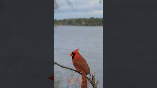 Burung Cardinalsi jambul merah birds cardinal redcardinal [upl. by Carol-Jean]