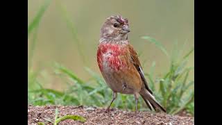 canto pardillo  Linnet singing chant de linotte melodieuse [upl. by Adnolohs405]