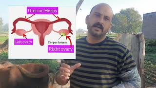 Corpus luteum on ovary  Luteal cyst Anestrus  Repeat Breeding  dr ashwani Bassan [upl. by Dreher]