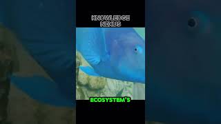 quotThe Blue Parrotfish A Vibrant Reef Guardian with a ParrotLike Beakquot 1000subscriber [upl. by Pirzada458]