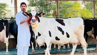 Biggest Cow seller in India  60 Cows at Gurwinder Dairy Farm  Pure ABS Breed [upl. by Yecats]