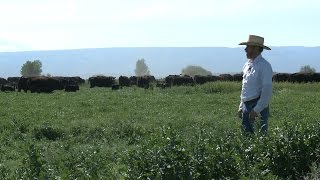 Raising Beef In Washington A Ranch Feed Yard and Processing Facility [upl. by Angle47]