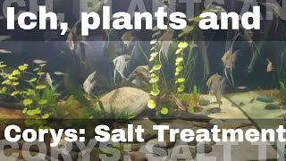 Salt treating Ich plants and Corys [upl. by Jacquie]