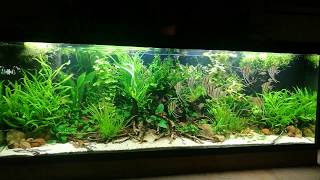 840 liters altum aquarium [upl. by Goff]