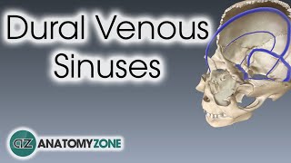 Dural Venous Sinuses  3D Anatomy Tutorial [upl. by Joan12]