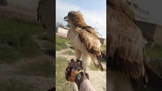 Booted Eagle Short Video [upl. by Ovatsug]