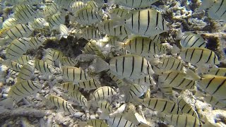 GitterDoktorfische  Swarm Acanthurus triostegusConvict surgeonfish [upl. by Aubry]