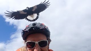 Vendetta Magpie Swoops At Cyclist [upl. by Mochun]