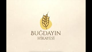 Buğdayin Hikayesi 1  Bisküvi [upl. by Hairahcaz]