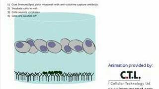 A cytokine ELISPOT assay [upl. by Oker]