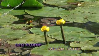 gele plomp  nuphar lutea  yellow waterlily [upl. by Cheria]