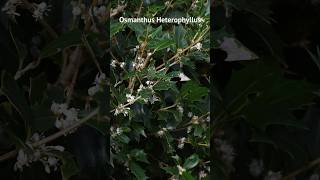 Osmanthus heterophyllus présentation et entretien [upl. by Manny]