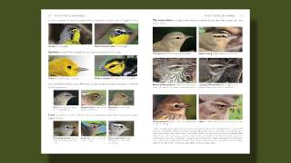 The Warbler Guide  What to Notice [upl. by Anavoj]