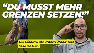 Hundeerziehung Mehr Grenzen die Lösung [upl. by Ennaid379]