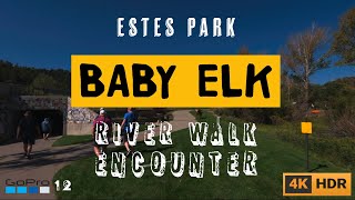 Estes Park River walk Baby Elk Encounter GoPro Hero 12 4k HDR [upl. by Acired96]