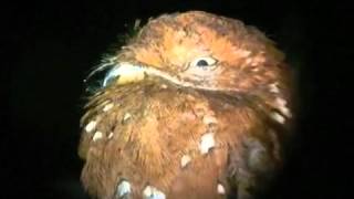 Rufous Potoo Brazil [upl. by Adikram]