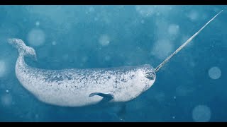 Narwhals Uncovered Top 10 Fascinating Facts narwal canada cold winter wildlife [upl. by Sibeal]