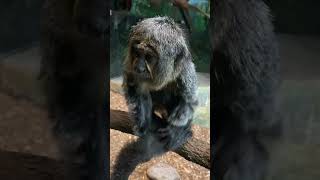 cute little pygmy marmoset  Cebuella pygmaea  in the Houston Zoo Texas USA animal monkey cute [upl. by Teplitz]