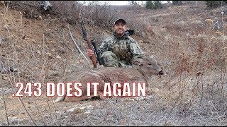 WHITETAIL HUNTING 2019  268 YARD SHOT WITH THE REMINGTON MODEL 7 243 [upl. by Ayekram]