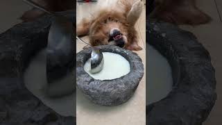 Big medium small old and young dogs can often drink goat milk powder to supplement nutrition [upl. by Nwhas344]